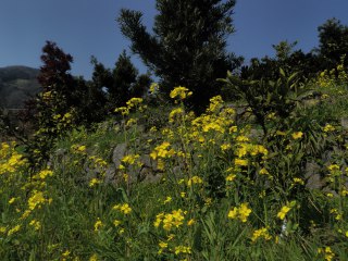 菜の花が咲き始めています。みかん山には困った雑草なのですが。