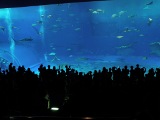 美ら海水族館。コルカタの産婦人科を思い出す。