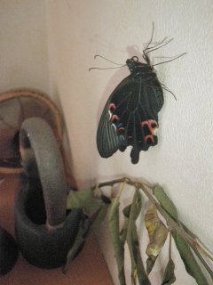 きれいな黒アゲハでした。