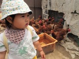 鶏の群れにも恐れをなさず。