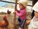 マーちゃんと鶏小屋へ。