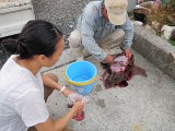 ウリ坊肉をいただきました。