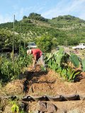 後ろのみかん山も壮大。