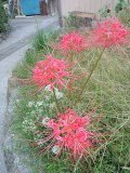 彼岸花の咲き乱れる季節です。
