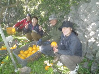 収穫の合間に、甘夏で水分補給。