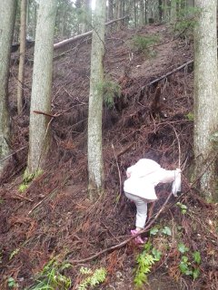 林道脇の側面を登って行こうとする（う）。