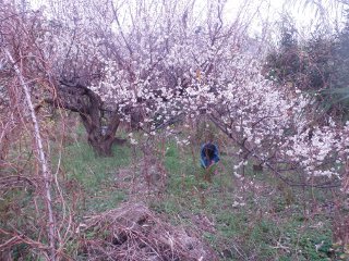 梅の花が満開です。