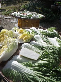 野菜は、半日干して甘みを出してもらいます。