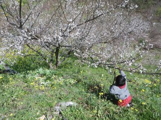 畑の一部に、満開の梅。