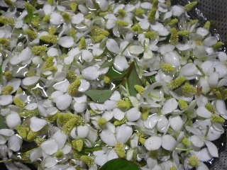 ドクダミの花を洗います。