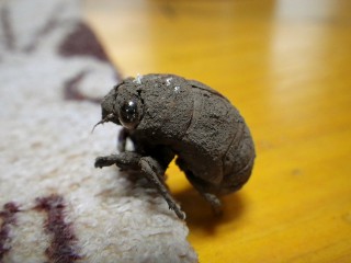 失敬してきました