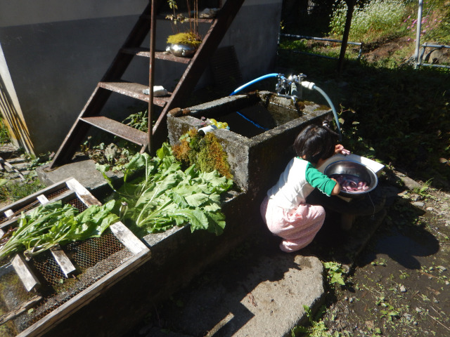 Washing Daikon leaves. 