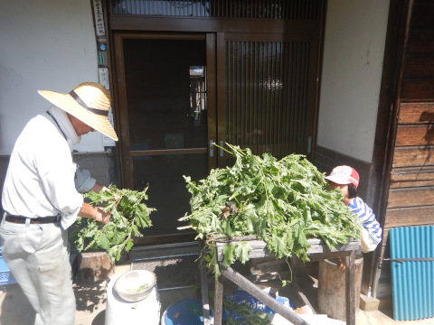 Siso work with Minoru-granpa.