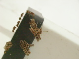 我が家に巣くう蜂。誤ってフラッシュを焚いたら騒ぎ出したのであわてて逃げてきました。